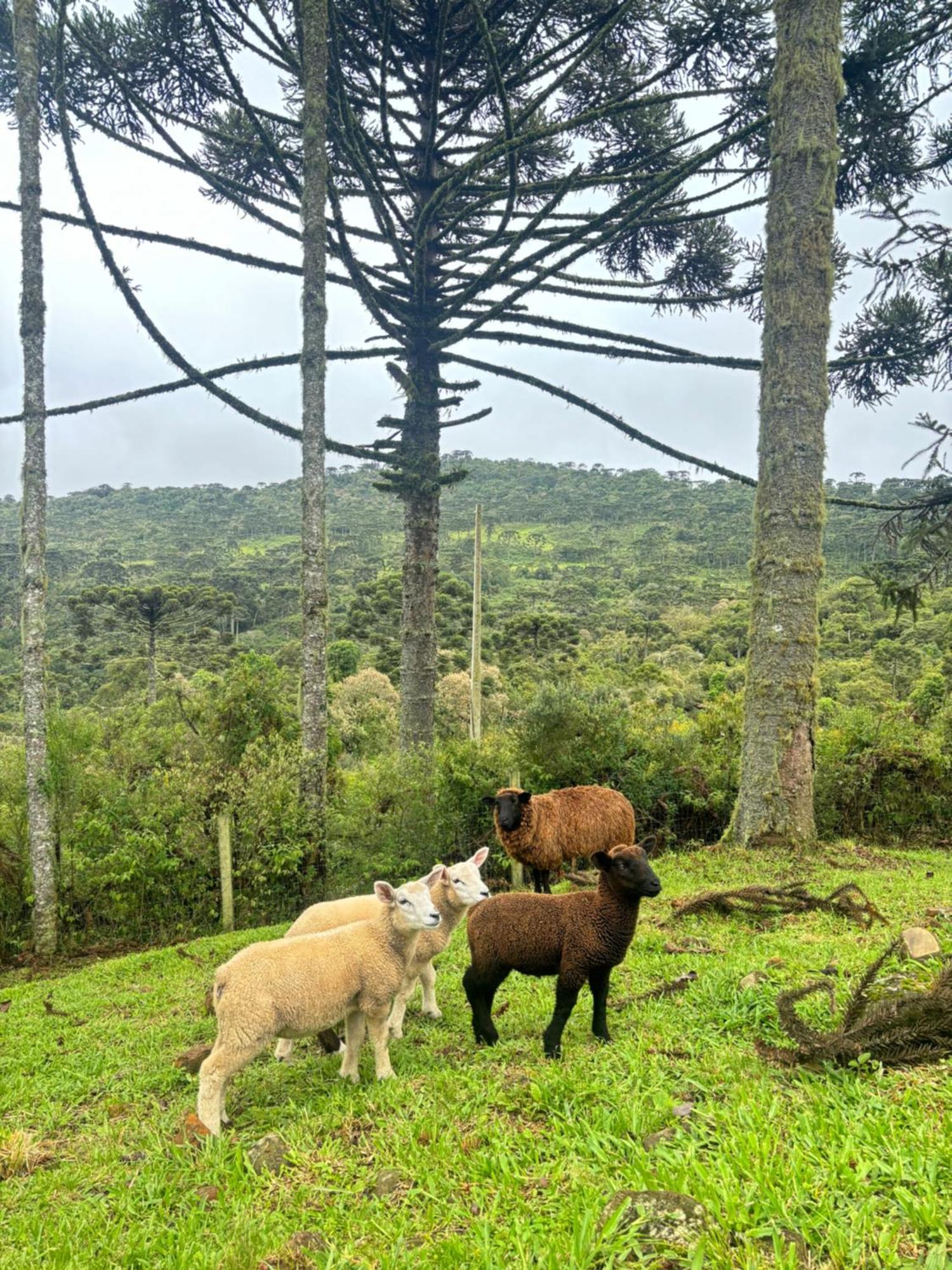 Estalagem Ceu Da Montanha - Morro Da Igreja Urubiciヴィラ エクステリア 写真